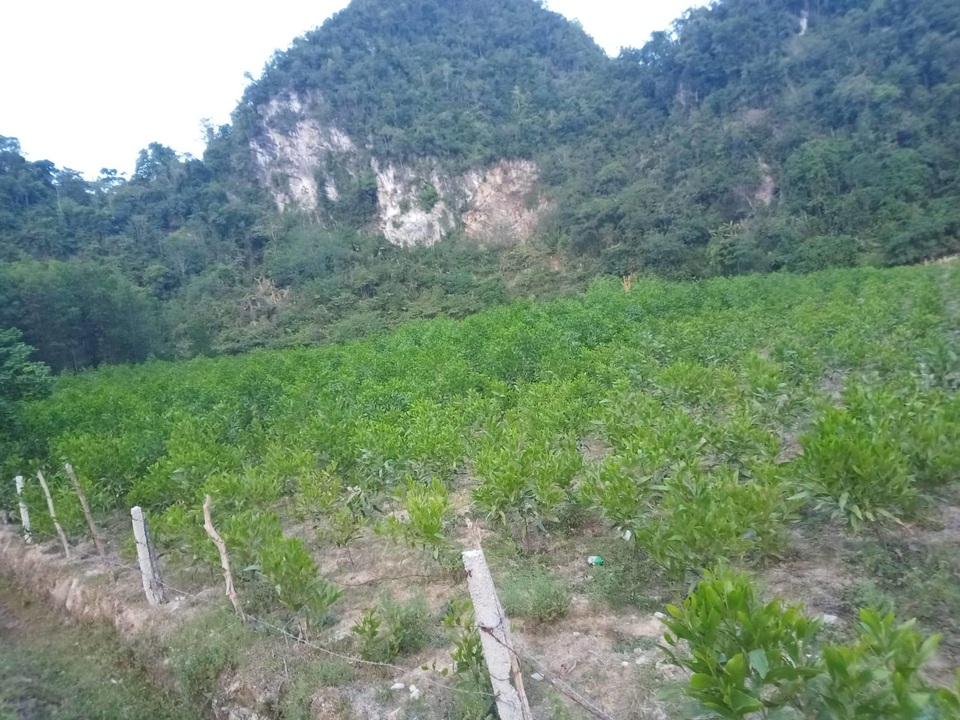 Hàng nghìn gốc keo bị kẻ xấu chặt phá trong đêm - 1 Hàng nghìn gốc keo bị kẻ xấu chặt phá trong đêm - 1