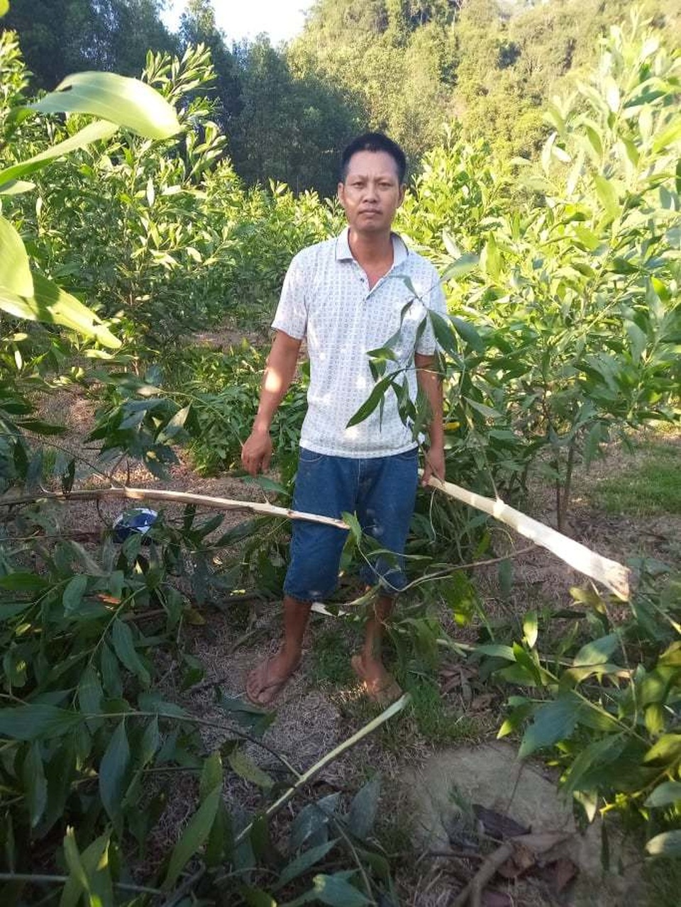 Xác định nghi can chặt phá hàng nghìn gốc keo của dân - 1 Xác định nghi can chặt phá hàng nghìn gốc keo của dân - 1