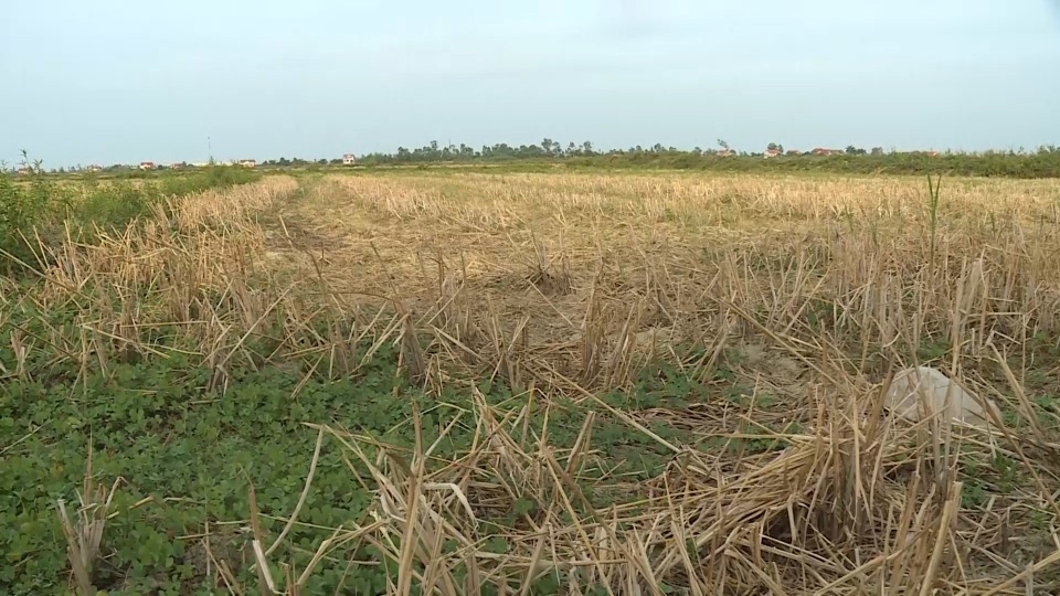Miền Trung hạn hán kéo dài, đập cạn, người khát, ruộng khô - 11 Miền Trung hạn hán kéo dài, đập cạn, người khát, ruộng khô - 11