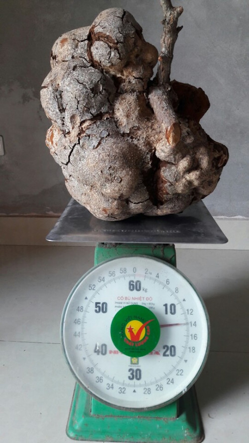 Kỳ lạ loại nấm “mọc” trên ngọn cây, giá chục triệu được ví như “thần dược” ở Việt Nam - 4 Kỳ lạ loại nấm “mọc” trên ngọn cây, giá chục triệu được ví như “thần dược” ở Việt Nam - 4