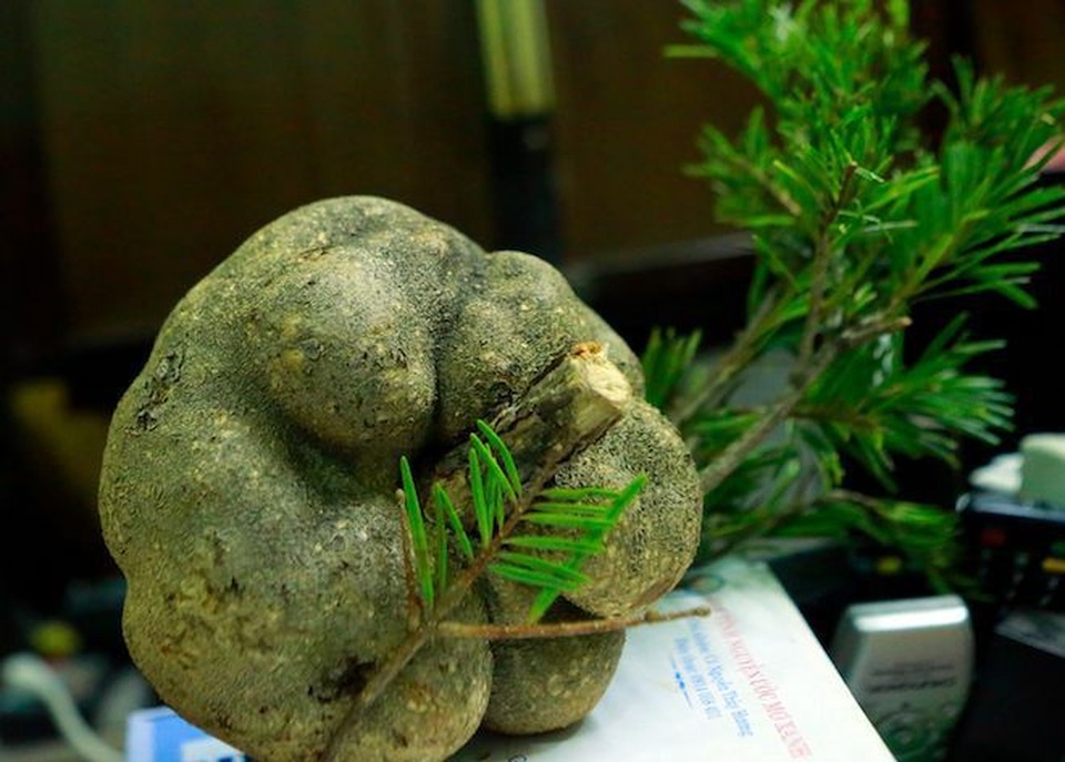 Kỳ lạ loại nấm “mọc” trên ngọn cây, giá chục triệu được ví như “thần dược” ở Việt Nam - 3 Kỳ lạ loại nấm “mọc” trên ngọn cây, giá chục triệu được ví như “thần dược” ở Việt Nam - 3
