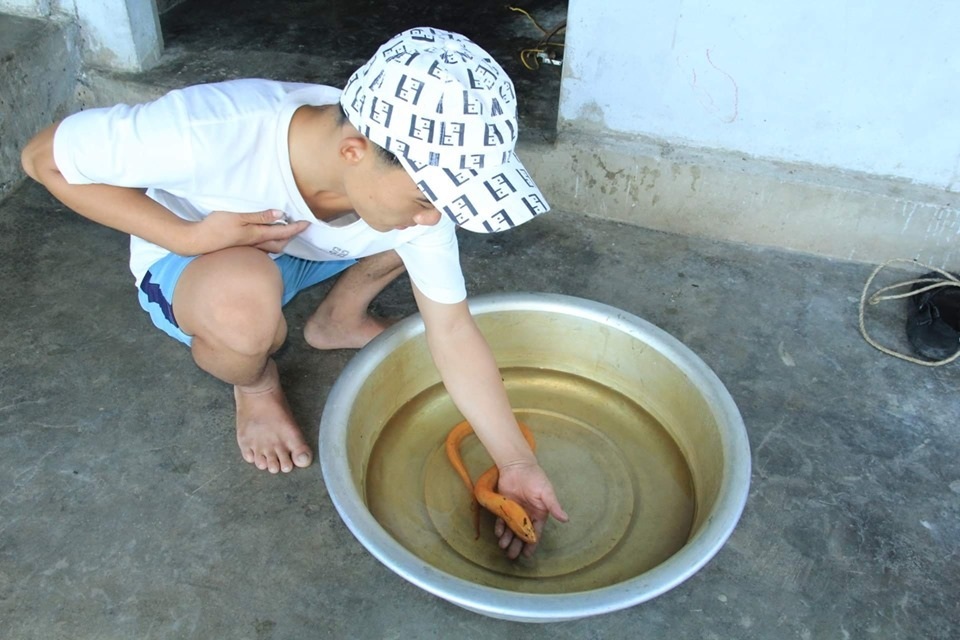 Bắt được lươn vàng, trả 10 triệu đồng không bán - 1 Bắt được lươn vàng, trả 10 triệu đồng không bán - 1