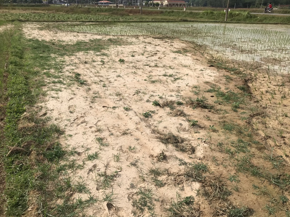 Miền Trung hạn hán kéo dài, đập cạn, người khát, ruộng khô - 15 Miền Trung hạn hán kéo dài, đập cạn, người khát, ruộng khô - 15