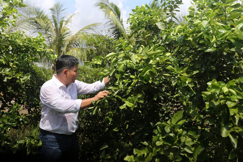 chanh không hạt.JPG chanh không hạt.JPG
