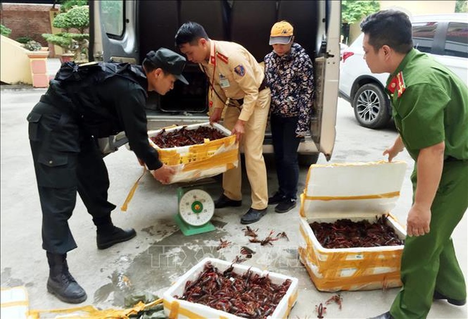Xử nghiêm hành vi nhập khẩu, kinh doanh trái phép loài ngoại lai xâm hại - 2 Xử nghiêm hành vi nhập khẩu, kinh doanh trái phép loài ngoại lai xâm hại - 2