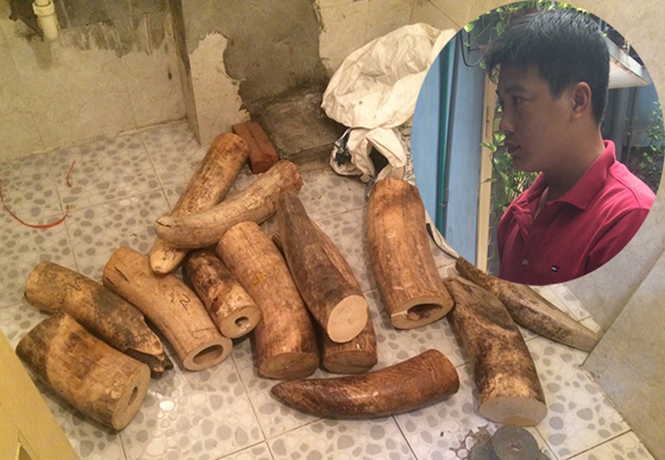 Hà Nội: Bắt quả tang đối tượng vận chuyển 207 kg ngà voi - 1 Hà Nội: Bắt quả tang đối tượng vận chuyển 207 kg ngà voi - 1
