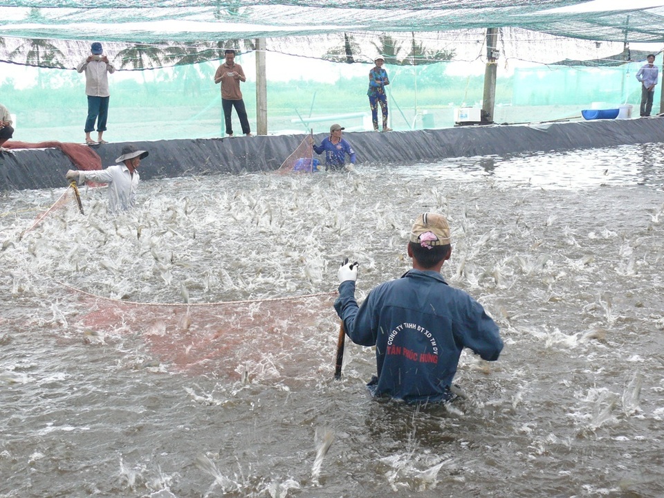 “Sản xuất tôm ra nhiều nhưng không ai biết đến thì làm sao được!” - 2