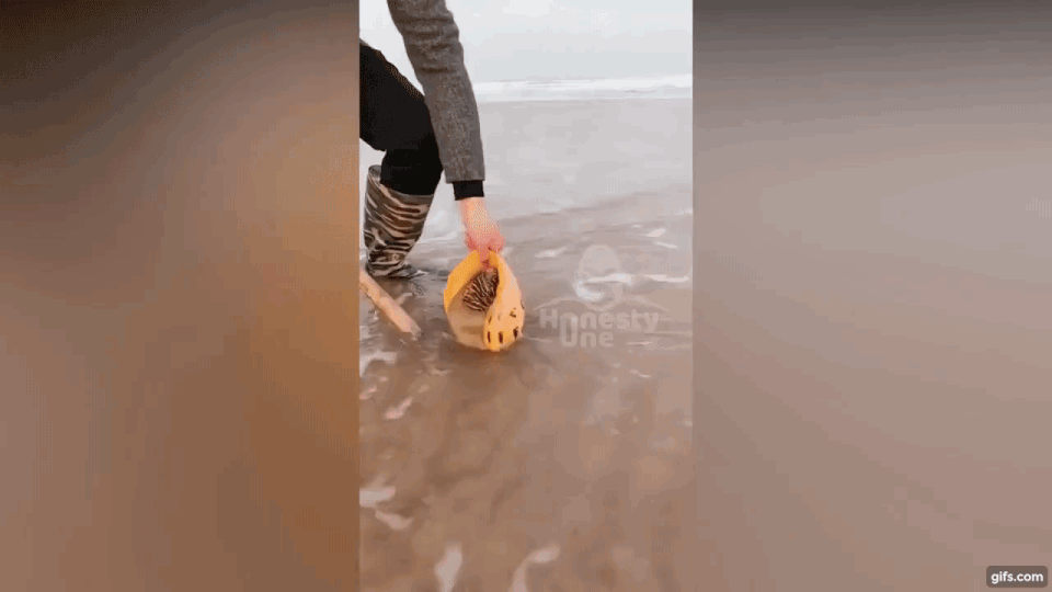 Xem ngư dân bắt đủ loại hải sản trên bờ biển dễ như bỡn bằng tay không - 1 Xem ngư dân bắt đủ loại hải sản trên bờ biển dễ như bỡn bằng tay không - 1