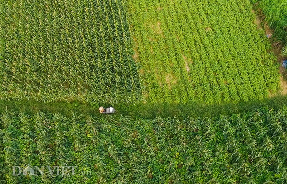Cặp chị em trồng rau bí, bỏ túi tiền triệu mỗi ngày ở đảo hoang giữa Thủ đô - 1 Cặp chị em trồng rau bí, bỏ túi tiền triệu mỗi ngày ở đảo hoang giữa Thủ đô - 1