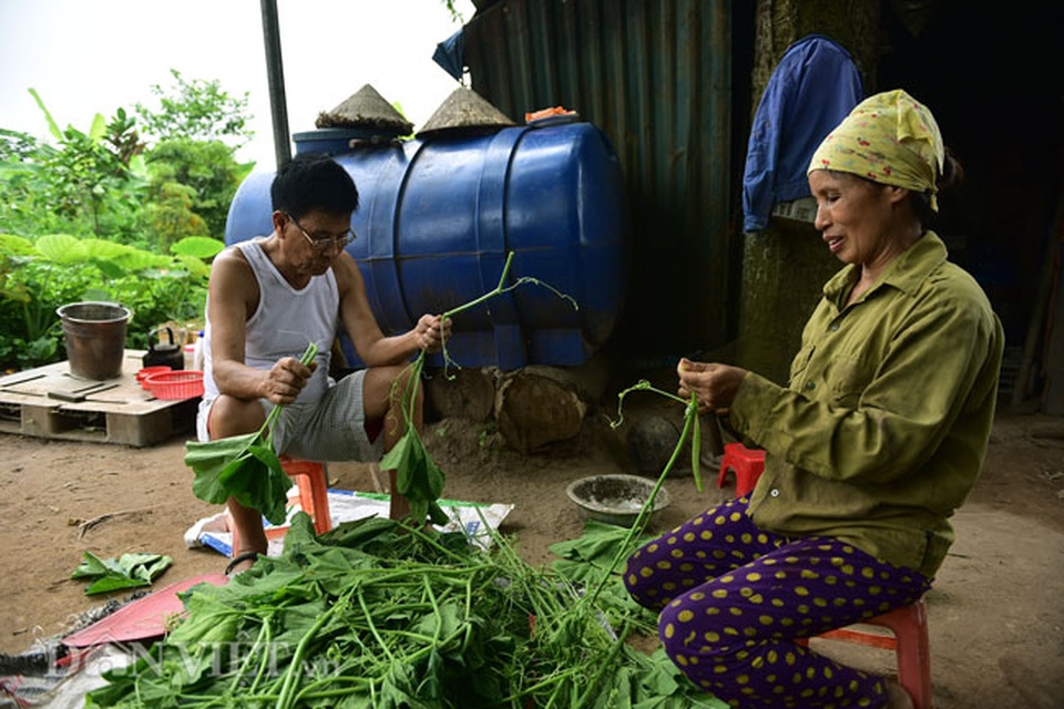 Cặp chị em trồng rau bí, bỏ túi tiền triệu mỗi ngày ở đảo hoang giữa Thủ đô - 7 Cặp chị em trồng rau bí, bỏ túi tiền triệu mỗi ngày ở đảo hoang giữa Thủ đô - 7