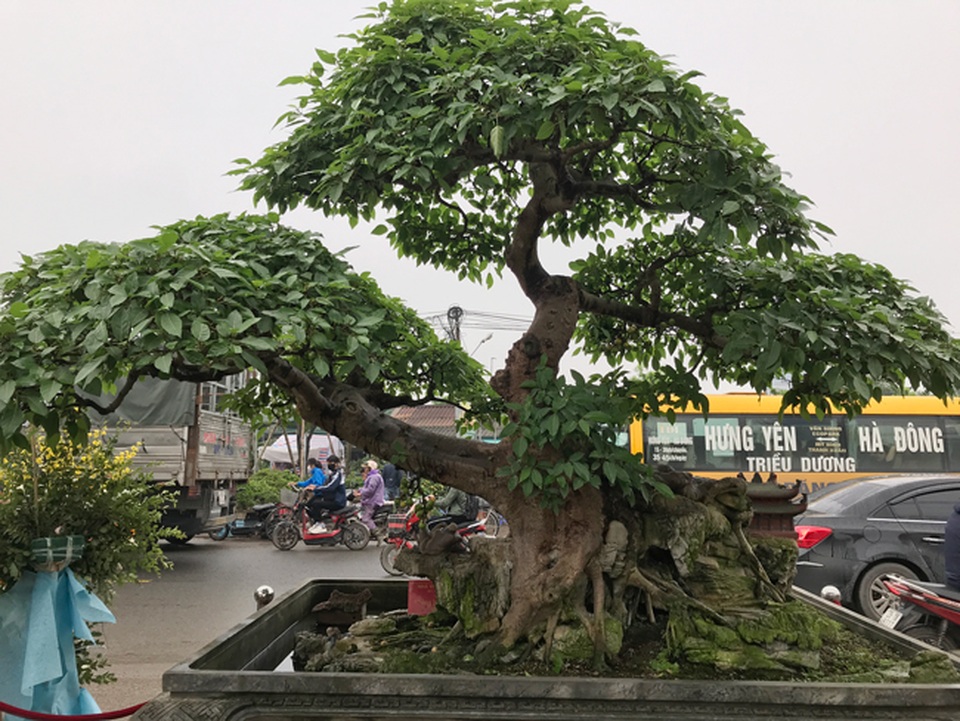 Có hàng loạt cây cảnh tiền tỷ, người đàn ông này chỉ muốn giữ cho riêng mình - 1 Có hàng loạt cây cảnh tiền tỷ, người đàn ông này chỉ muốn giữ cho riêng mình - 1