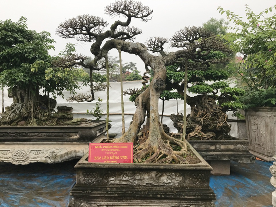 Có hàng loạt cây cảnh tiền tỷ, người đàn ông này chỉ muốn giữ cho riêng mình - 10 Có hàng loạt cây cảnh tiền tỷ, người đàn ông này chỉ muốn giữ cho riêng mình - 10