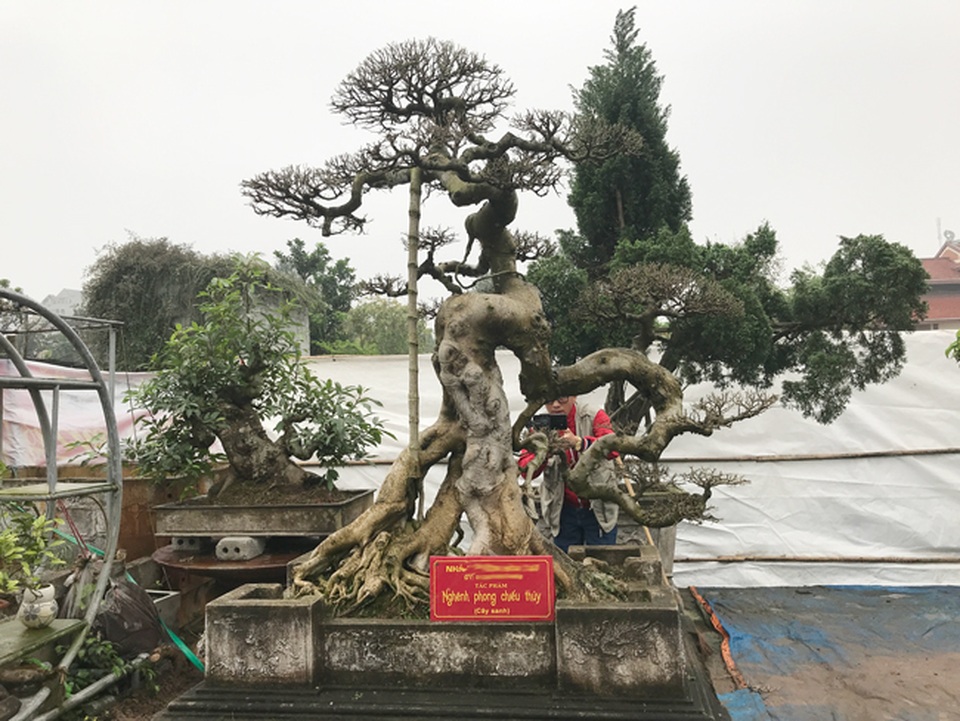Có hàng loạt cây cảnh tiền tỷ, người đàn ông này chỉ muốn giữ cho riêng mình - 11 Có hàng loạt cây cảnh tiền tỷ, người đàn ông này chỉ muốn giữ cho riêng mình - 11