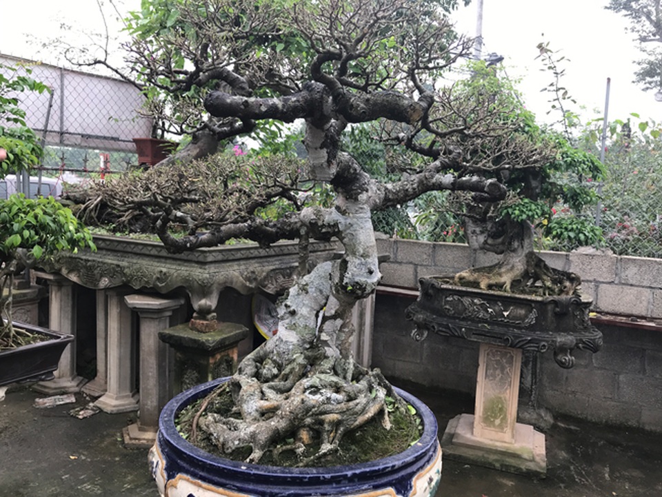 Có hàng loạt cây cảnh tiền tỷ, người đàn ông này chỉ muốn giữ cho riêng mình - 12 Có hàng loạt cây cảnh tiền tỷ, người đàn ông này chỉ muốn giữ cho riêng mình - 12