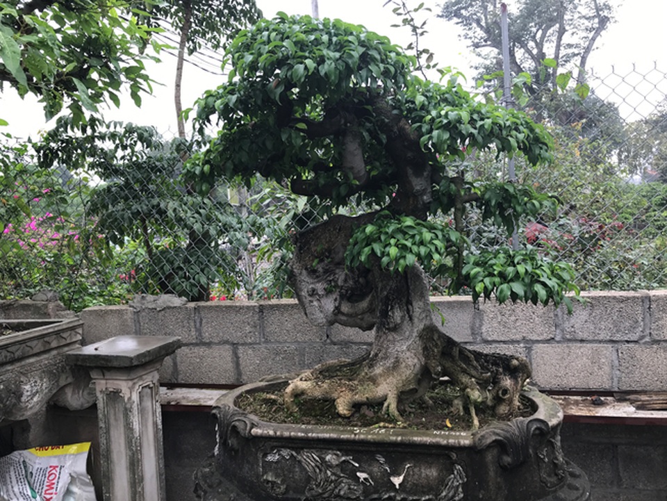 Có hàng loạt cây cảnh tiền tỷ, người đàn ông này chỉ muốn giữ cho riêng mình - 13 Có hàng loạt cây cảnh tiền tỷ, người đàn ông này chỉ muốn giữ cho riêng mình - 13