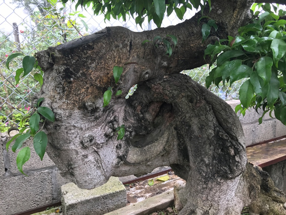 Có hàng loạt cây cảnh tiền tỷ, người đàn ông này chỉ muốn giữ cho riêng mình - 14 Có hàng loạt cây cảnh tiền tỷ, người đàn ông này chỉ muốn giữ cho riêng mình - 14