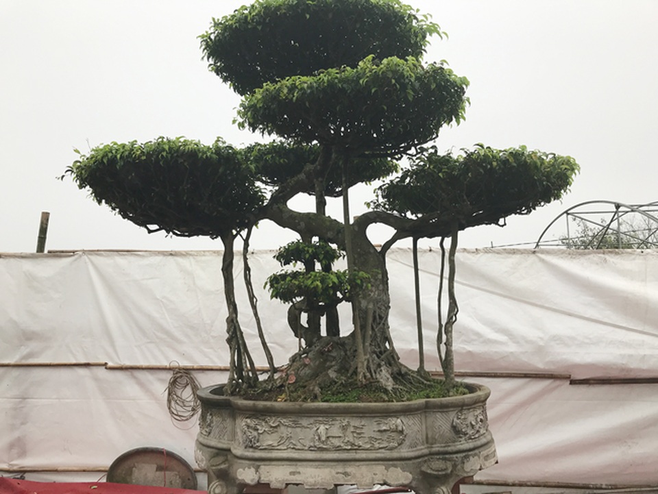 Có hàng loạt cây cảnh tiền tỷ, người đàn ông này chỉ muốn giữ cho riêng mình - 3 Có hàng loạt cây cảnh tiền tỷ, người đàn ông này chỉ muốn giữ cho riêng mình - 3