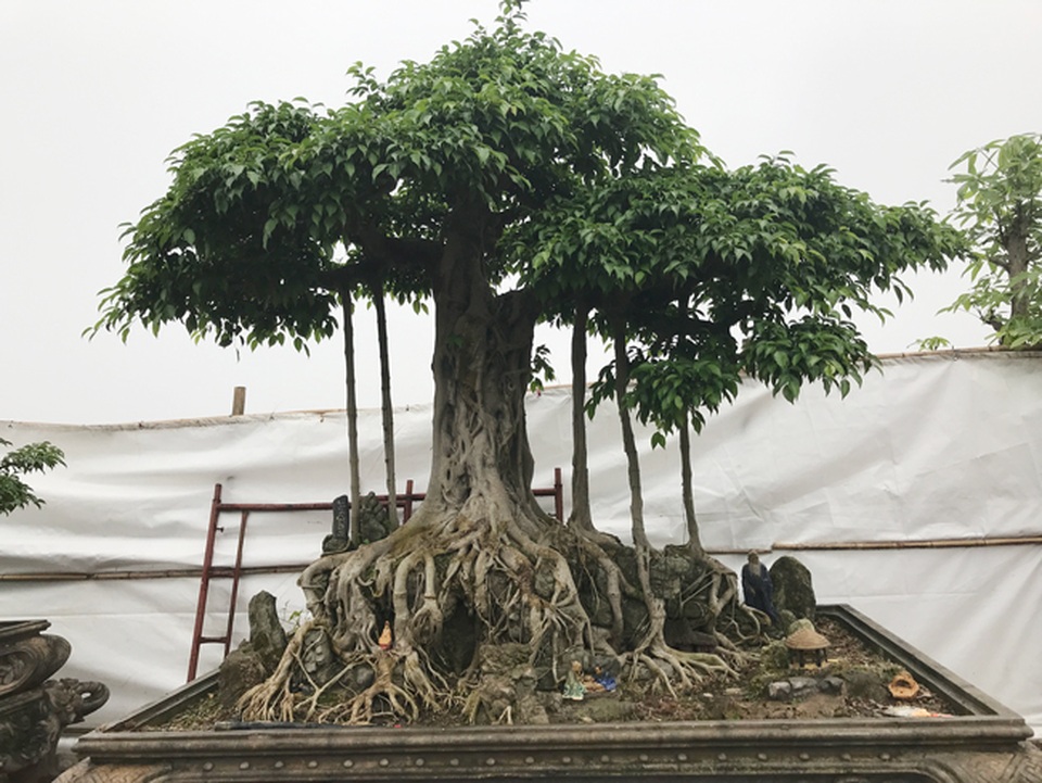 Có hàng loạt cây cảnh tiền tỷ, người đàn ông này chỉ muốn giữ cho riêng mình - 4 Có hàng loạt cây cảnh tiền tỷ, người đàn ông này chỉ muốn giữ cho riêng mình - 4
