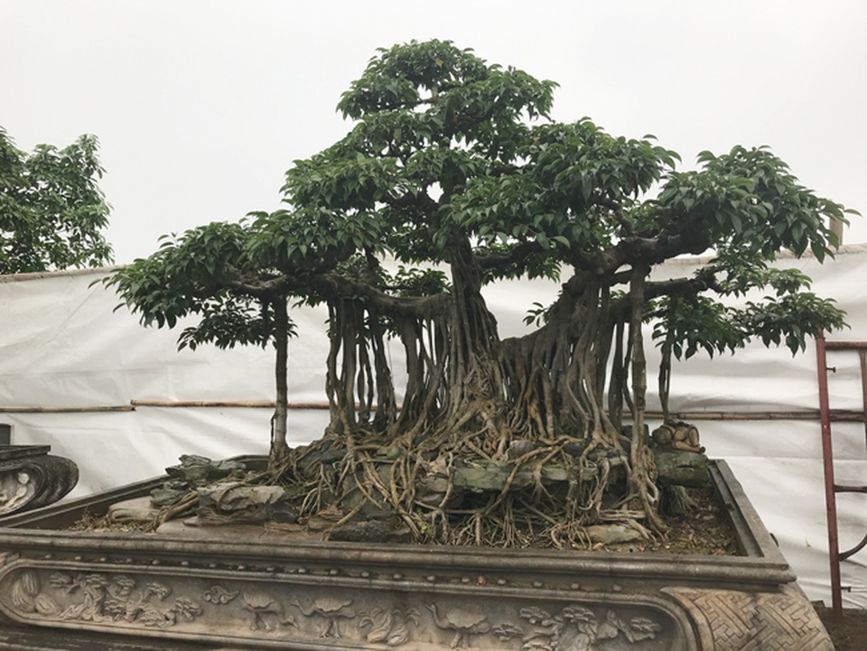 Có hàng loạt cây cảnh tiền tỷ, người đàn ông này chỉ muốn giữ cho riêng mình - 5 Có hàng loạt cây cảnh tiền tỷ, người đàn ông này chỉ muốn giữ cho riêng mình - 5