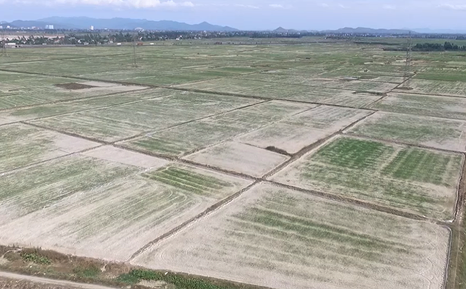 Hạn hán kéo dài, ngành nông nghiệp “nín thở” chờ mưa xuống - 1 Hạn hán kéo dài, ngành nông nghiệp “nín thở” chờ mưa xuống - 1
