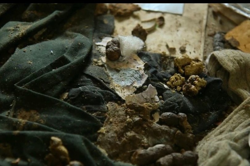 Hình ảnh gây sốc trong căn nhà 5 năm không đổ rác được lột xác - 2 Hình ảnh gây sốc trong căn nhà 5 năm không đổ rác được lột xác - 2