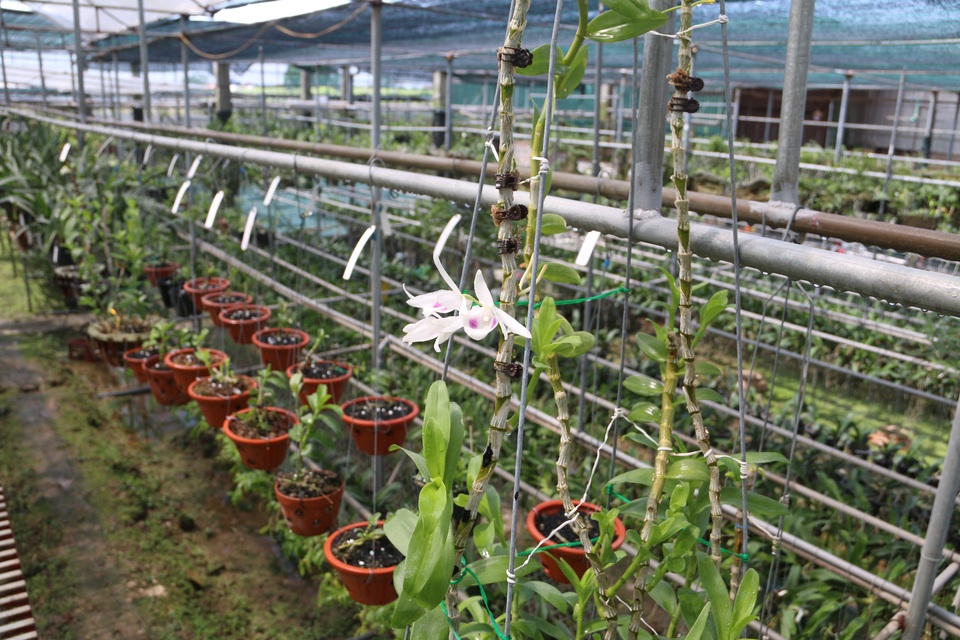 Sửng sốt những giò lan đột biến, đại gia Hà Nội “đo cây” trả tiền - 10 Sửng sốt những giò lan đột biến, đại gia Hà Nội “đo cây” trả tiền - 10