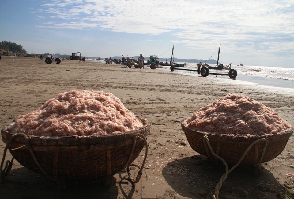 Ngư dân xứ Thanh kiếm tiền triệu nhờ trúng đậm moi - 9