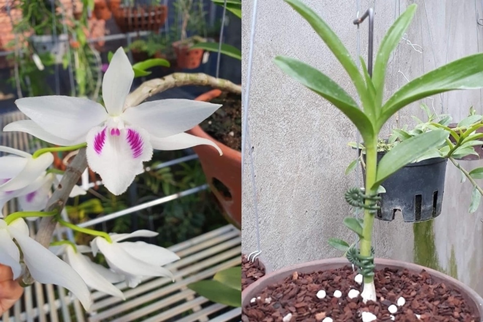 Sửng sốt những giò lan đột biến, đại gia Hà Nội “đo cây” trả tiền - 8 Sửng sốt những giò lan đột biến, đại gia Hà Nội “đo cây” trả tiền - 8