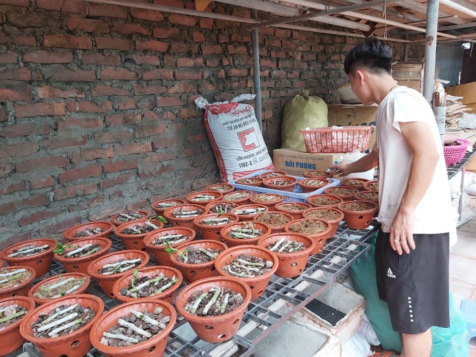 Sửng sốt những giò lan đột biến, đại gia Hà Nội “đo cây” trả tiền - 12 Sửng sốt những giò lan đột biến, đại gia Hà Nội “đo cây” trả tiền - 12