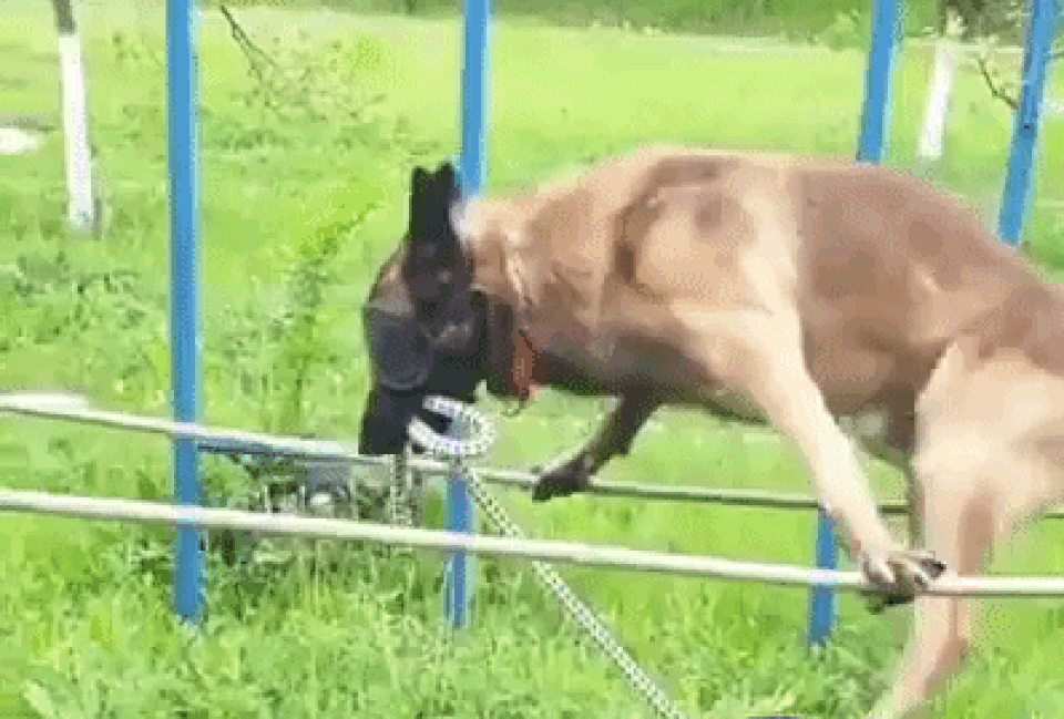 “Phục sát đất” với bài khổ luyện bịt mắt đi trên dây của cảnh khuyển! - 1 “Phục sát đất” với bài khổ luyện bịt mắt đi trên dây của cảnh khuyển! - 1