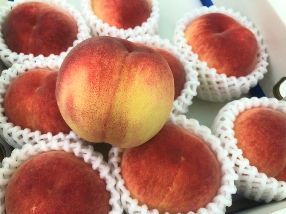 Đào tiên Nhật Bản gần 2 triệu đồng/kg, cắn răng mua cả thùng… đi biếu - 1 Đào tiên Nhật Bản gần 2 triệu đồng/kg, cắn răng mua cả thùng… đi biếu - 1