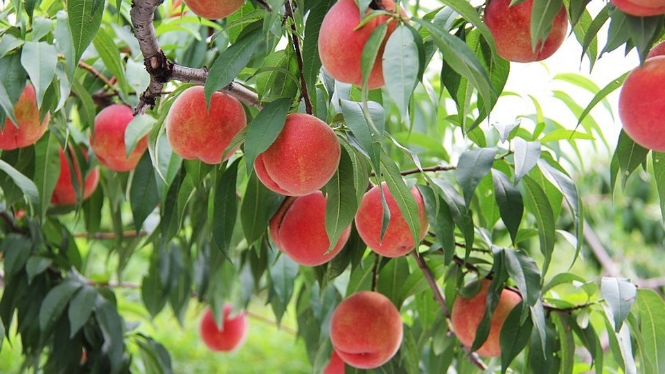 Đào tiên Nhật Bản gần 2 triệu đồng/kg, cắn răng mua cả thùng… đi biếu - 3 Đào tiên Nhật Bản gần 2 triệu đồng/kg, cắn răng mua cả thùng… đi biếu - 3
