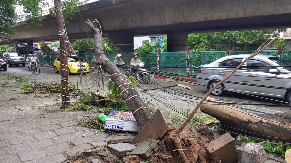 Hải Phòng ngổn ngang cây xanh gãy đổ sau khi bão quét qua - 3 Hải Phòng ngổn ngang cây xanh gãy đổ sau khi bão quét qua - 3