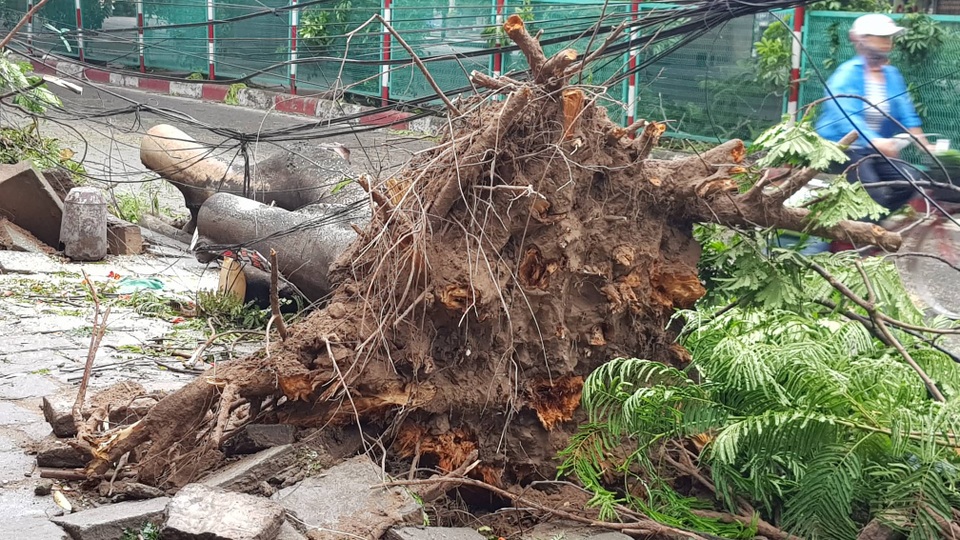Hải Phòng ngổn ngang cây xanh gãy đổ sau khi bão quét qua - 2 Hải Phòng ngổn ngang cây xanh gãy đổ sau khi bão quét qua - 2
