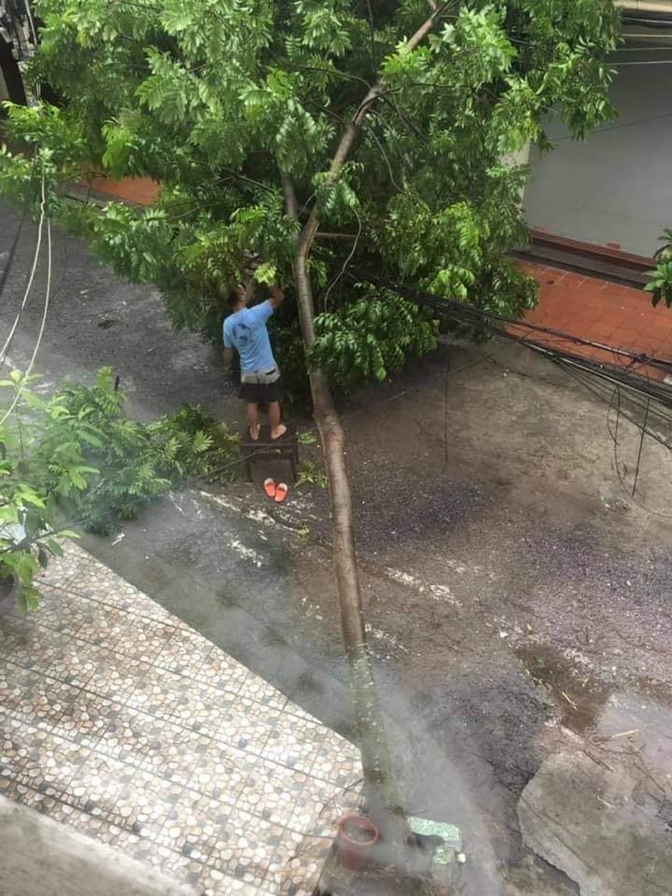 Hải Phòng ngổn ngang cây xanh gãy đổ sau khi bão quét qua - 10 Hải Phòng ngổn ngang cây xanh gãy đổ sau khi bão quét qua - 10