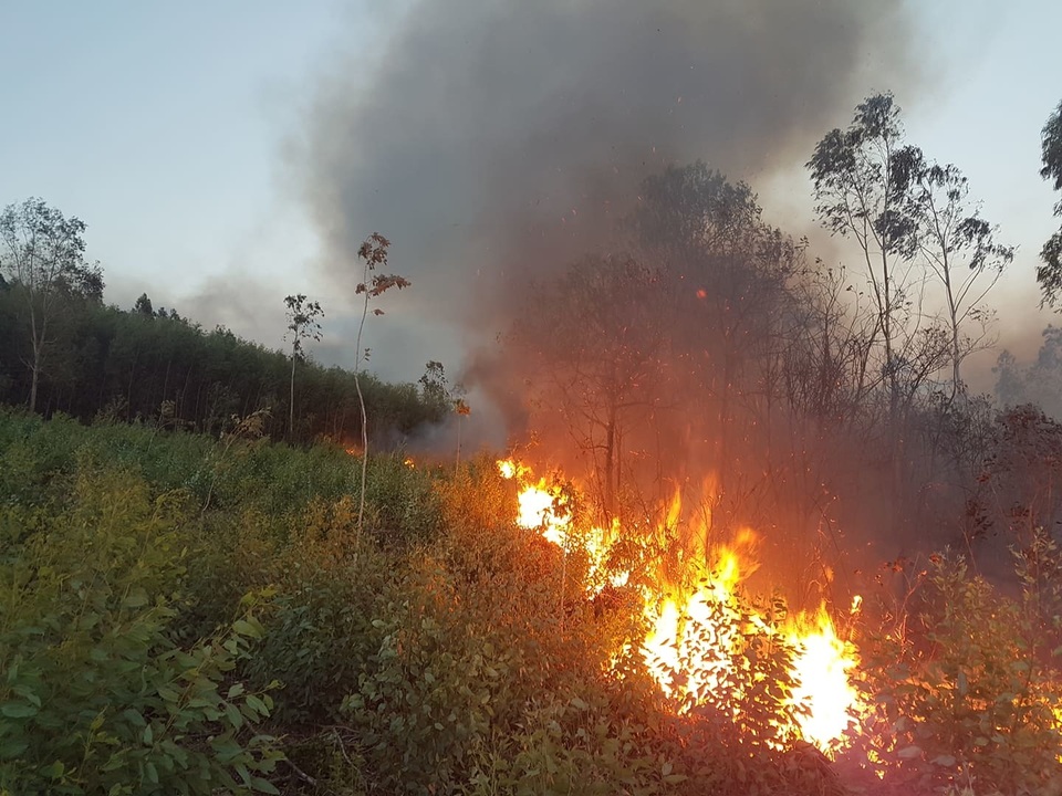 Rừng keo cháy dữ dội, 300 người lăn lộn hơn nửa ngày chưa dập được lửa - 1 Rừng keo cháy dữ dội, 300 người lăn lộn hơn nửa ngày chưa dập được lửa - 1