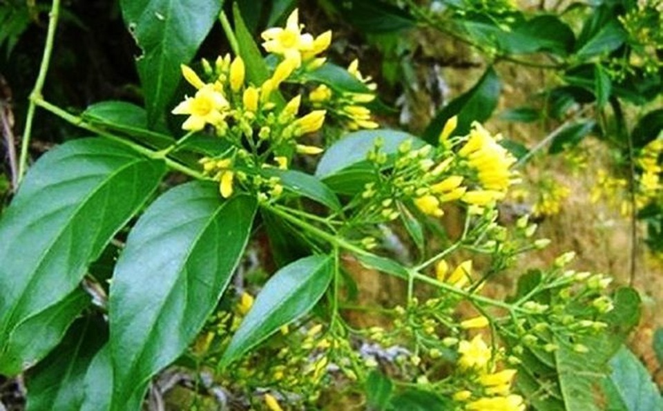 Đôi nam nữ rủ nhau vào rừng ăn lá ngón tự tử vì bị “cấm yêu” - 1 Đôi nam nữ rủ nhau vào rừng ăn lá ngón tự tử vì bị “cấm yêu” - 1