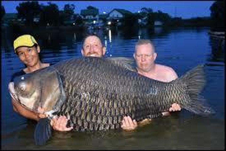 Vật lộn hàng giờ để tóm gọn cá chép “siêu khủng” nặng 105 kg - 1 Vật lộn hàng giờ để tóm gọn cá chép “siêu khủng” nặng 105 kg - 1