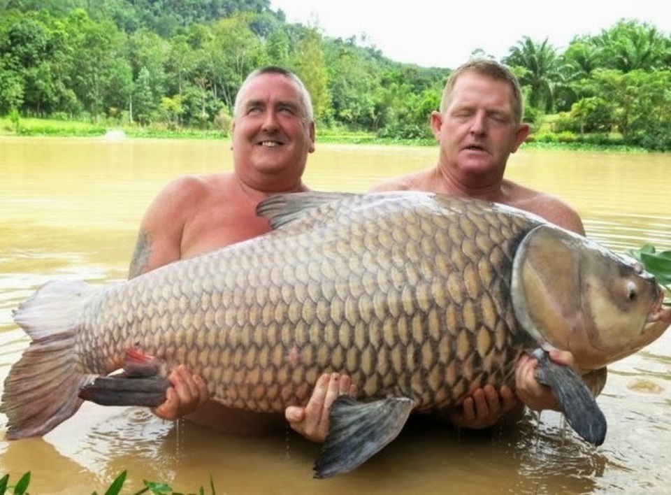 Vật lộn hàng giờ để tóm gọn cá chép “siêu khủng” nặng 105 kg - 2 Vật lộn hàng giờ để tóm gọn cá chép “siêu khủng” nặng 105 kg - 2