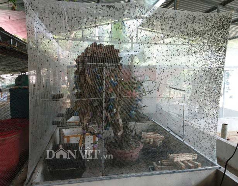 Chuyện lạ Thanh Hóa: Nuôi loài ruồi chết...quá sớm, kiếm bộn tiền - 1 Chuyện lạ Thanh Hóa: Nuôi loài ruồi chết...quá sớm, kiếm bộn tiền - 1