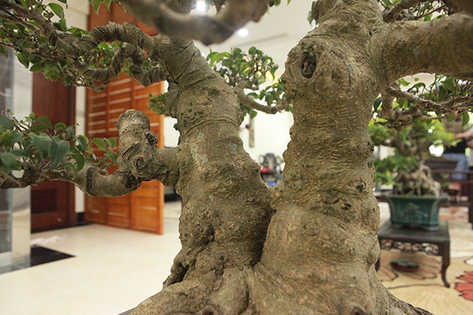 Sanh huynh đệ đặt trong nhà mà có giá cả một gia tài - 10