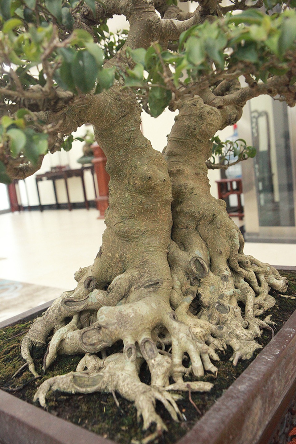 Sanh huynh đệ đặt trong nhà mà có giá cả một gia tài - 11