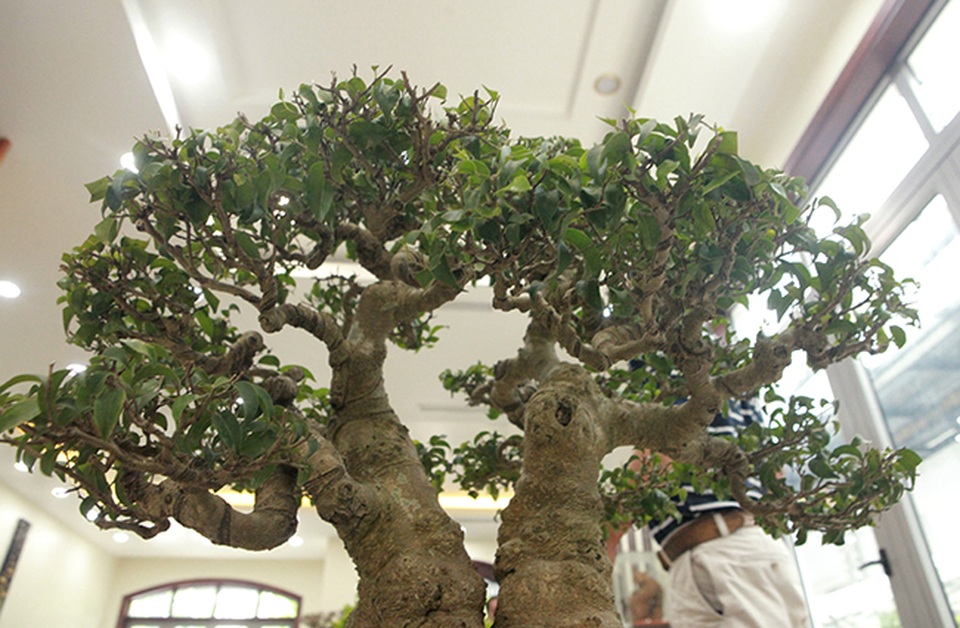 Sanh huynh đệ đặt trong nhà mà có giá cả một gia tài - 12