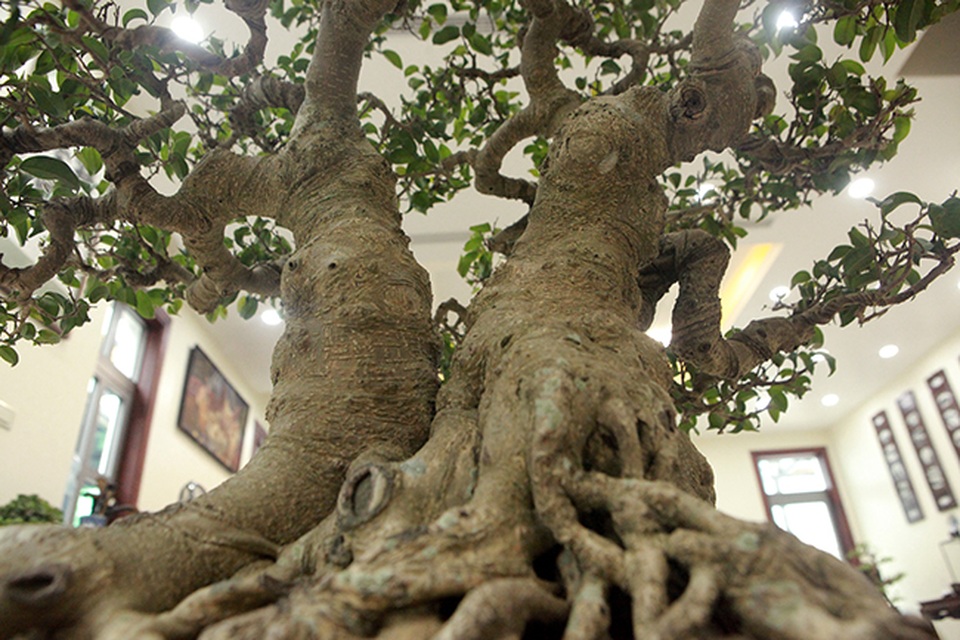 Sanh huynh đệ đặt trong nhà mà có giá cả một gia tài - 13