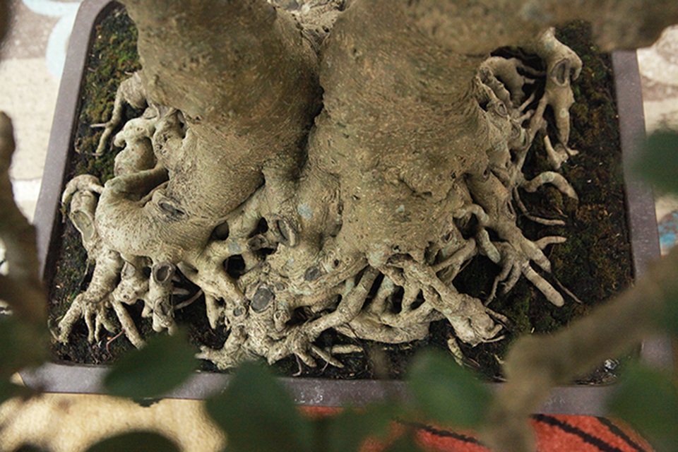 Sanh huynh đệ đặt trong nhà mà có giá cả một gia tài - 14