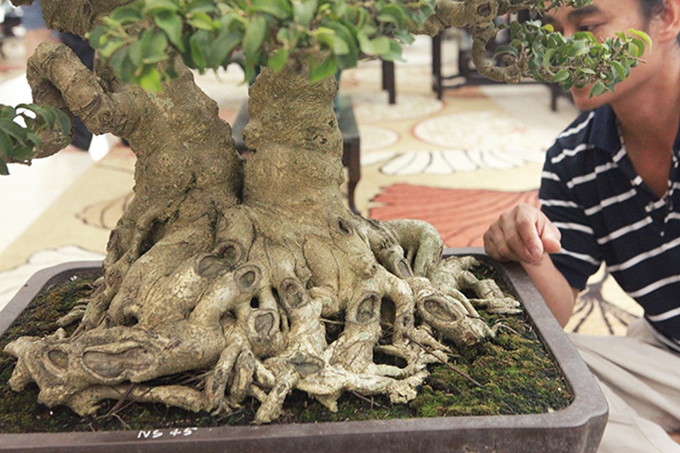 Sanh huynh đệ đặt trong nhà mà có giá cả một gia tài - 3