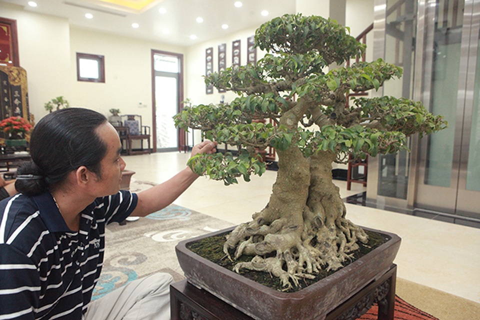 Sanh huynh đệ đặt trong nhà mà có giá cả một gia tài - 5