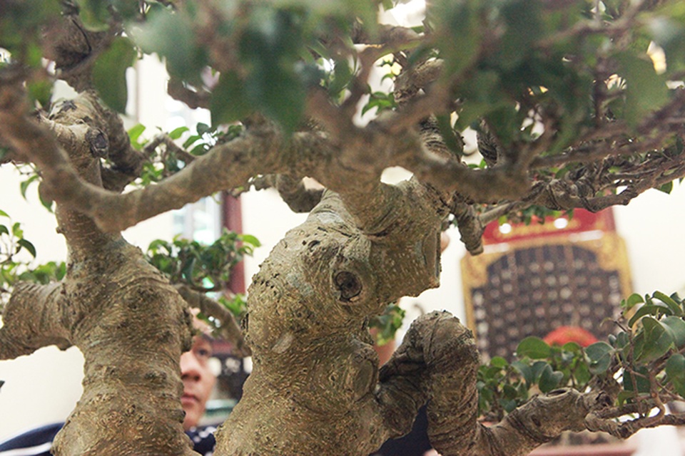 Sanh huynh đệ đặt trong nhà mà có giá cả một gia tài - 6