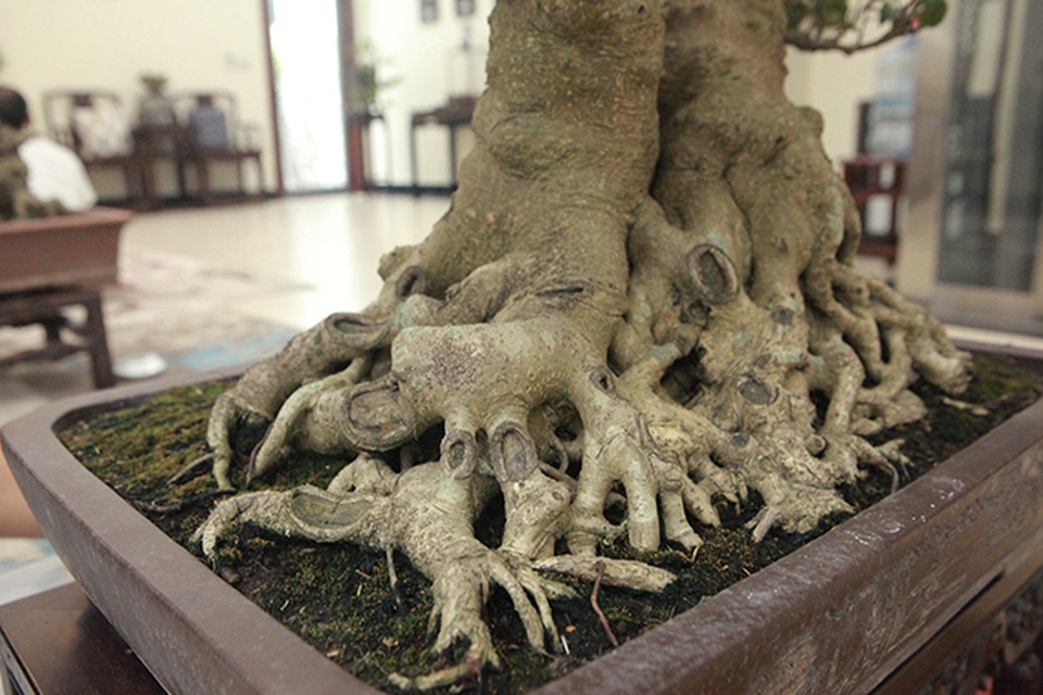 Sanh huynh đệ đặt trong nhà mà có giá cả một gia tài - 7