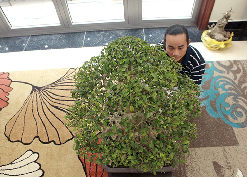 Sanh huynh đệ đặt trong nhà mà có giá cả một gia tài - 8